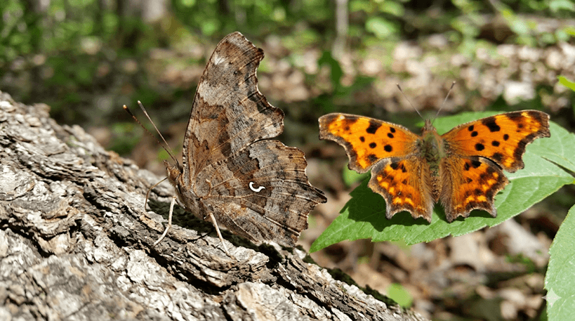 Eastern Comma